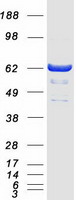 GCKR Protein - Purified recombinant protein GCKR was analyzed by SDS-PAGE gel and Coomassie Blue Staining