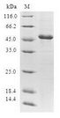GCL / Grancalcin Protein - (Tris-Glycine gel) Discontinuous SDS-PAGE (reduced) with 5% enrichment gel and 15% separation gel.