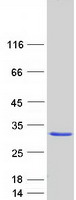 GCL / Grancalcin Protein - Purified recombinant protein GCA was analyzed by SDS-PAGE gel and Coomassie Blue Staining
