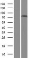 GCLC Protein - Western validation with an anti-DDK antibody * L: Control HEK293 lysate R: Over-expression lysate