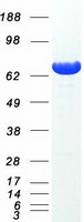 GCLC Protein - Purified recombinant protein GCLC was analyzed by SDS-PAGE gel and Coomassie Blue Staining