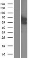 GCM2 Protein - Western validation with an anti-DDK antibody * L: Control HEK293 lysate R: Over-expression lysate