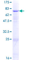 GCNT1 / C2GNT Protein - 12.5% SDS-PAGE of human GCNT1 stained with Coomassie Blue
