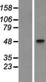 GCNT2 Protein - Western validation with an anti-DDK antibody * L: Control HEK293 lysate R: Over-expression lysate