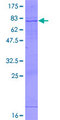 GCNT2 Protein - 12.5% SDS-PAGE of human GCNT2 stained with Coomassie Blue