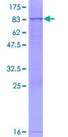 GCNT3 Protein - 12.5% SDS-PAGE of human GCNT3 stained with Coomassie Blue