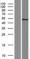 GCNT7 Protein - Western validation with an anti-DDK antibody * L: Control HEK293 lysate R: Over-expression lysate
