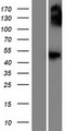 GCNT7 Protein - Western validation with an anti-DDK antibody * L: Control HEK293 lysate R: Over-expression lysate