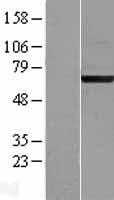 GCP60 / ACBD3 Protein - Western validation with an anti-DDK antibody * L: Control HEK293 lysate R: Over-expression lysate