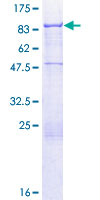 GCP60 / ACBD3 Protein - 12.5% SDS-PAGE of human ACBD3 stained with Coomassie Blue