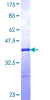 GCP60 / ACBD3 Protein - 12.5% SDS-PAGE Stained with Coomassie Blue.