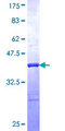 GCP60 / ACBD3 Protein - 12.5% SDS-PAGE Stained with Coomassie Blue.