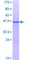 GCSH Protein - 12.5% SDS-PAGE of human GCSH stained with Coomassie Blue