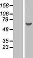 GDAP2 Protein - Western validation with an anti-DDK antibody * L: Control HEK293 lysate R: Over-expression lysate