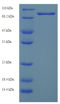 GDAP2 Protein