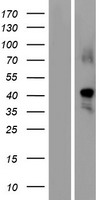 GDF1 Protein - Western validation with an anti-DDK antibody * L: Control HEK293 lysate R: Over-expression lysate
