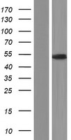 GDF10 / BMP3B Protein - Western validation with an anti-DDK antibody * L: Control HEK293 lysate R: Over-expression lysate