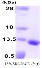 GDF10 / BMP3B Protein