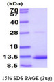 GDF10 / BMP3B Protein