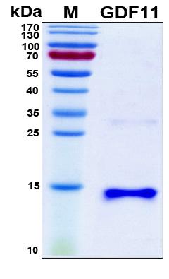 GDF11 / GDF-11 Protein