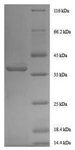 GDF11 / GDF-11 Protein - (Tris-Glycine gel) Discontinuous SDS-PAGE (reduced) with 5% enrichment gel and 15% separation gel.