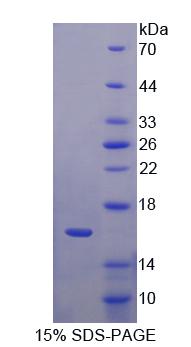 GDF11 / GDF-11 Protein - Recombinant Growth Differentiation Factor 11 By SDS-PAGE