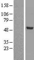 GDF2 / BMP9 Protein - Western validation with an anti-DDK antibody * L: Control HEK293 lysate R: Over-expression lysate
