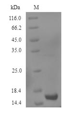GDF2 / BMP9 Protein - (Tris-Glycine gel) Discontinuous SDS-PAGE (reduced) with 5% enrichment gel and 15% separation gel.