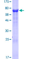 GDF2 / BMP9 Protein - 12.5% SDS-PAGE of human GDF2 stained with Coomassie Blue