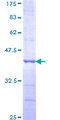 GDF2 / BMP9 Protein - 12.5% SDS-PAGE Stained with Coomassie Blue.