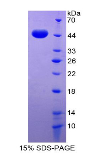GDF2 / BMP9 Protein - Recombinant Growth Differentiation Factor 2 By SDS-PAGE