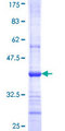 GDF3 Protein - 12.5% SDS-PAGE Stained with Coomassie Blue.