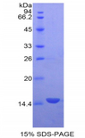 GDF3 Protein - Recombinant Growth Differentiation Factor 3 By SDS-PAGE