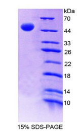 GDF5 / GDF-5 Protein - Recombinant Growth Differentiation Factor 5 By SDS-PAGE