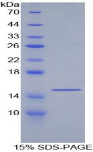 GDF6 / BMP13 Protein - Recombinant Growth Differentiation Factor 6 By SDS-PAGE