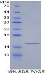 GDF6 / BMP13 Protein - Recombinant Growth Differentiation Factor 6 By SDS-PAGE