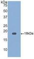 GDF9 / GDF-9 Protein - Active Growth Differentiation Factor 9 (GDF9) by WB