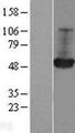 GDI1 Protein - Western validation with an anti-DDK antibody * L: Control HEK293 lysate R: Over-expression lysate