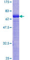 GDI2 Protein - 12.5% SDS-PAGE of human GDI2 stained with Coomassie Blue