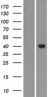 GDPD1 Protein - Western validation with an anti-DDK antibody * L: Control HEK293 lysate R: Over-expression lysate
