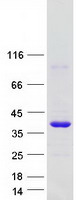 GDPD1 Protein - Purified recombinant protein GDPD1 was analyzed by SDS-PAGE gel and Coomassie Blue Staining