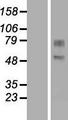 GDPD2 / GDE3 Protein - Western validation with an anti-DDK antibody * L: Control HEK293 lysate R: Over-expression lysate