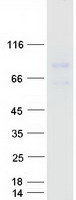 GDPD2 / GDE3 Protein - Purified recombinant protein GDPD2 was analyzed by SDS-PAGE gel and Coomassie Blue Staining