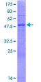 GDPD3 Protein - 12.5% SDS-PAGE of human GDPD3 stained with Coomassie Blue