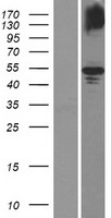 GDPD5 Protein - Western validation with an anti-DDK antibody * L: Control HEK293 lysate R: Over-expression lysate