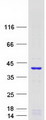 GEM / KIR Protein - Purified recombinant protein GEM was analyzed by SDS-PAGE gel and Coomassie Blue Staining
