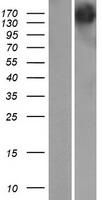 GEMIN5 Protein - Western validation with an anti-DDK antibody * L: Control HEK293 lysate R: Over-expression lysate