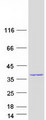 GEMIN8 Protein - Purified recombinant protein GEMIN8 was analyzed by SDS-PAGE gel and Coomassie Blue Staining