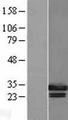 Geminin Protein - Western validation with an anti-DDK antibody * L: Control HEK293 lysate R: Over-expression lysate