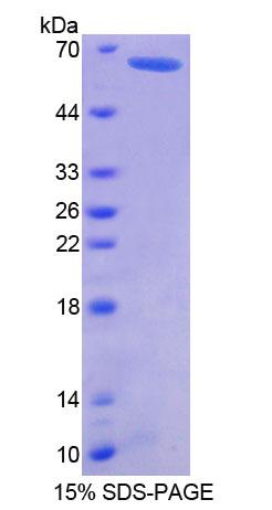Geminin Protein - Recombinant  Geminin By SDS-PAGE